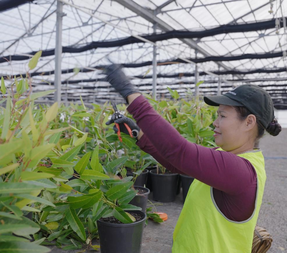 Nursery Production
