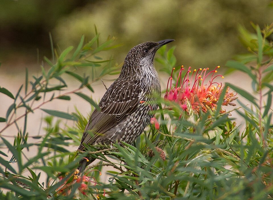 Nature's Nectar®