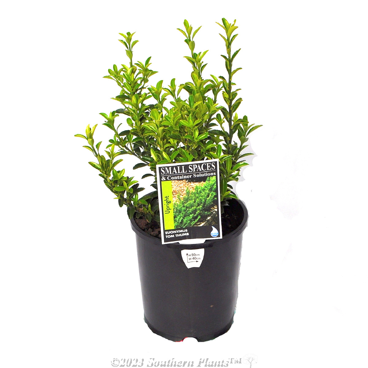 Dwarf spindle bush Tom Thumb