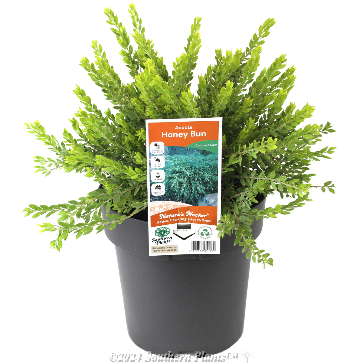 Dwarf Sticky Wattle - Plant photo