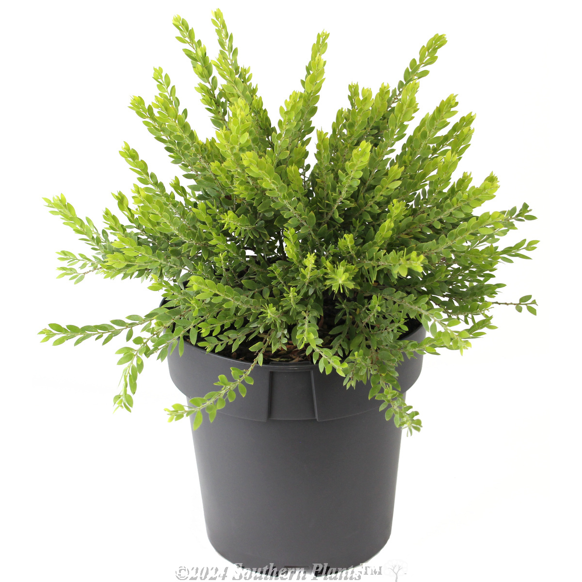 Dwarf Sticky Wattle - Alternate photo