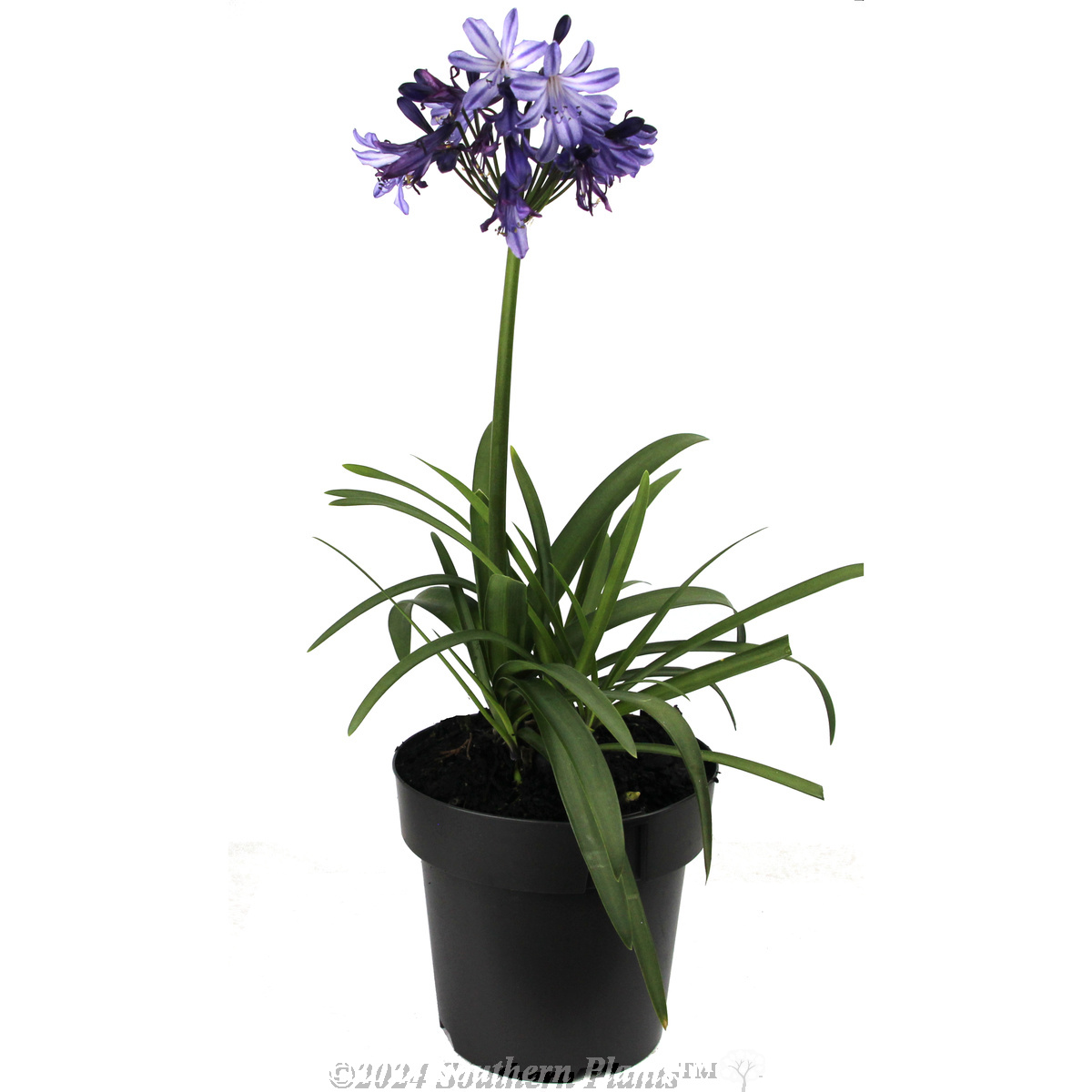 Agapanthus Buccaneer™ - Alternate photo