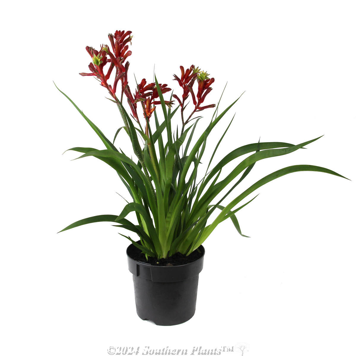 Bush Inferno Kangaroo Paw - Alternate photo