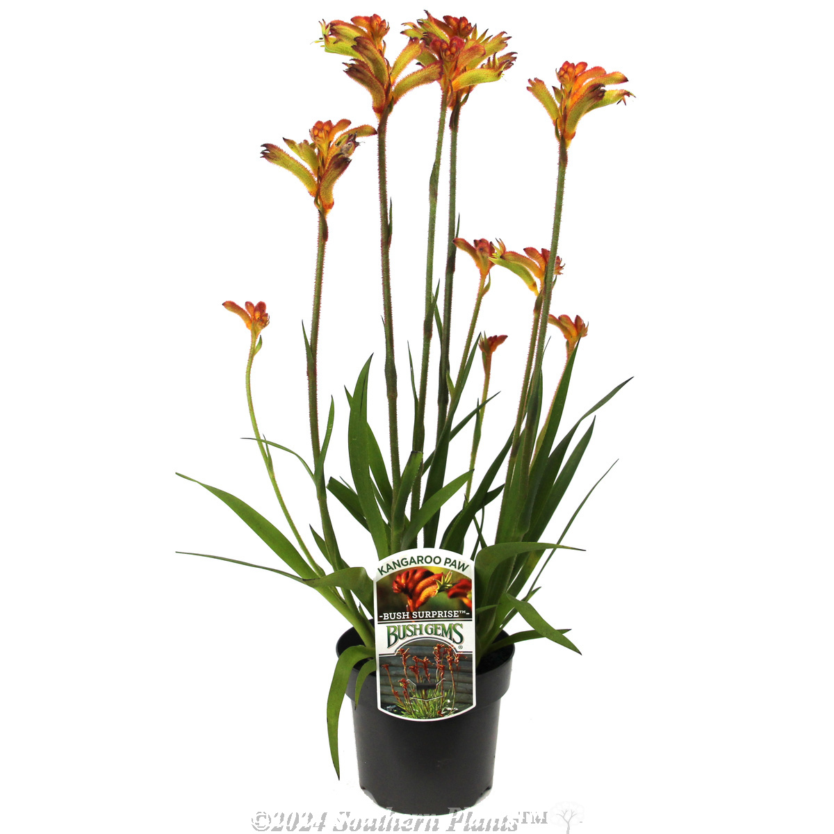 Bush Surprise Kangaroo Paw - Plant photo