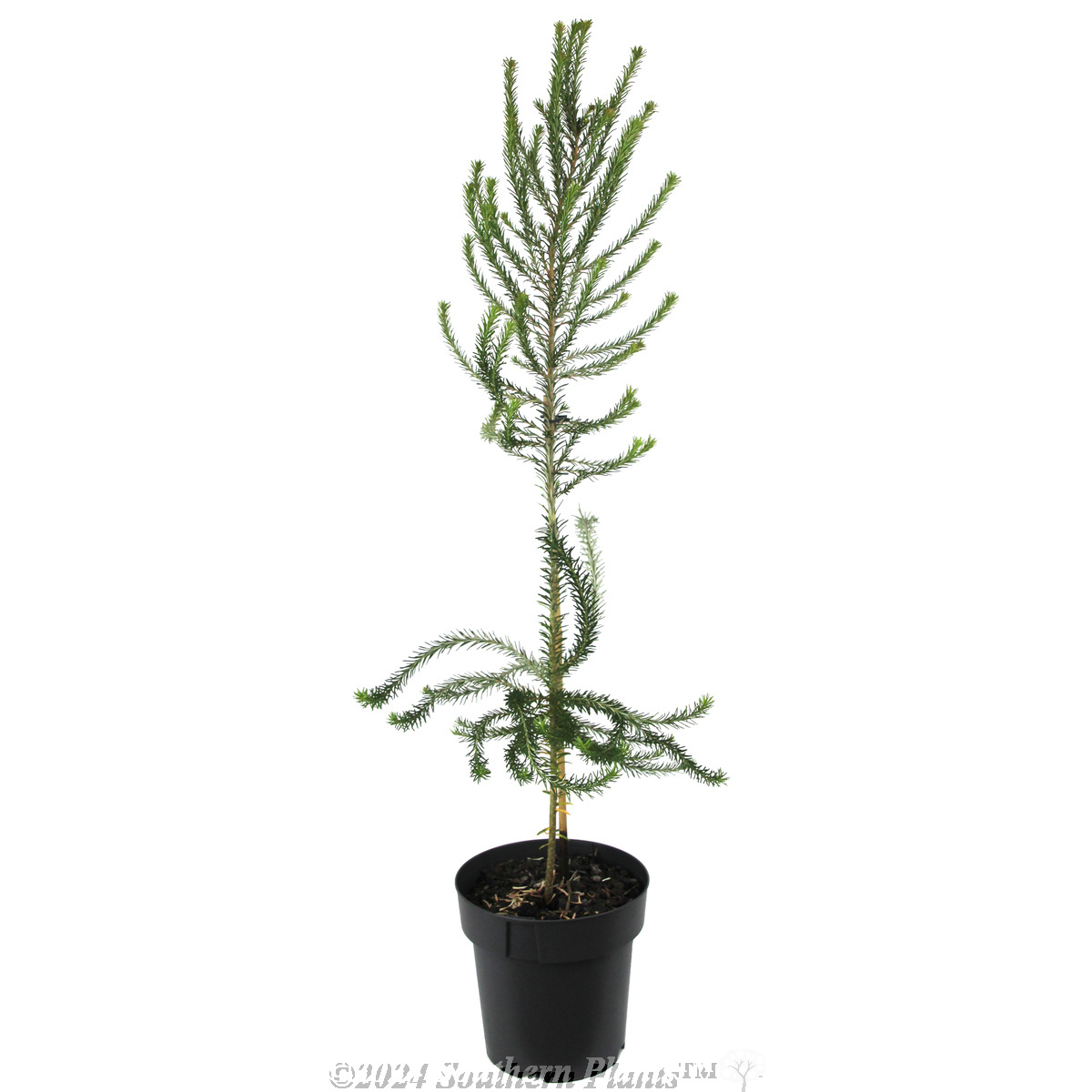 Heath Banksia