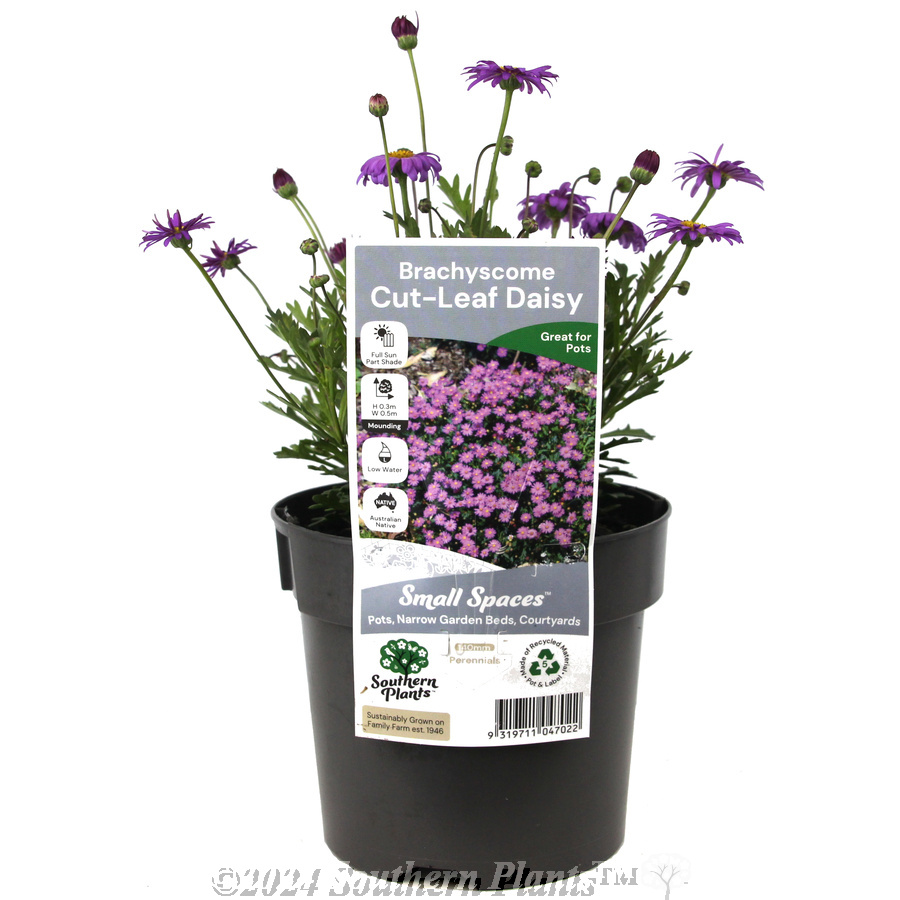 Cut-Leaf Daisy - Plant photo