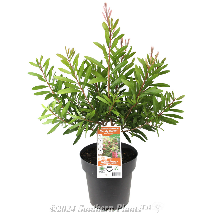 Bottlebrush Candy Burst™ - Plant photo
