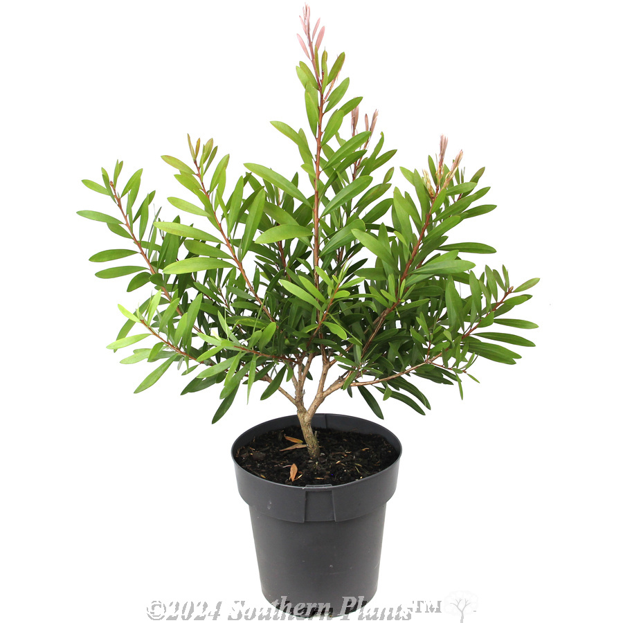 Bottlebrush Candy Burst™
