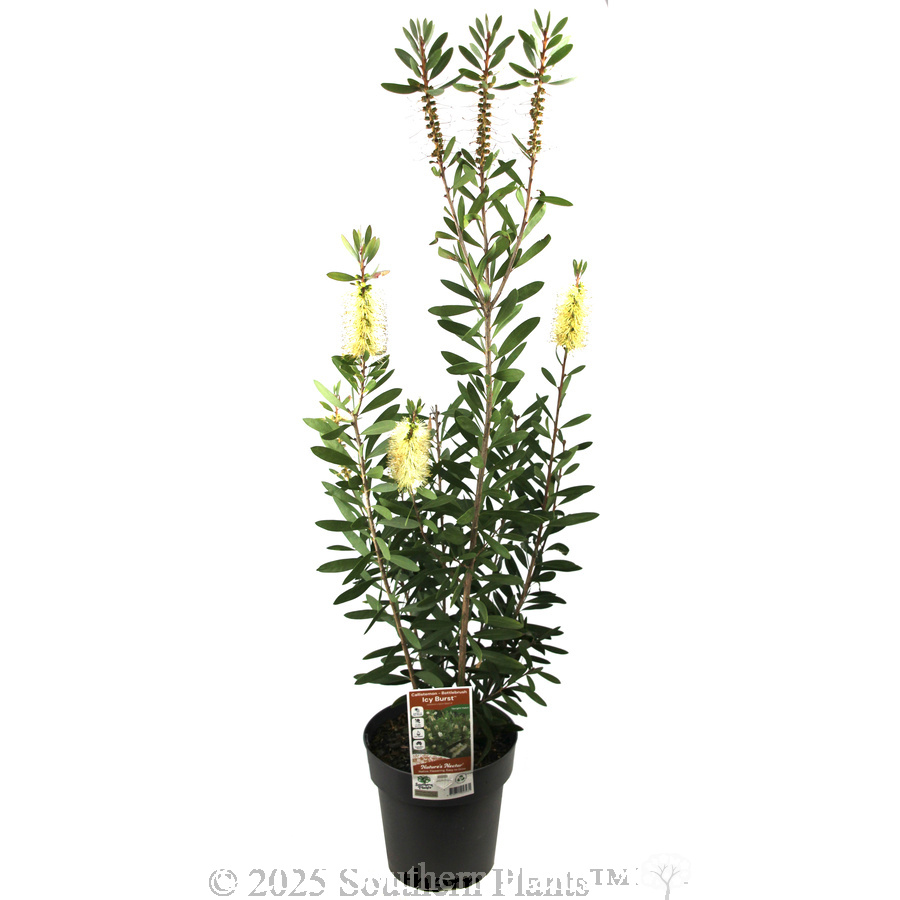 Bottlebrush Icy Burst™ - Plant photo