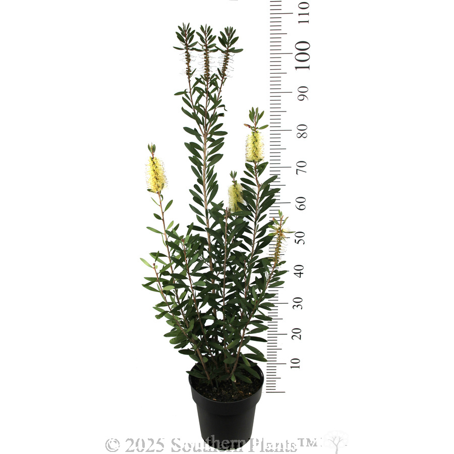 Bottlebrush Icy Burst™ - Reference photo