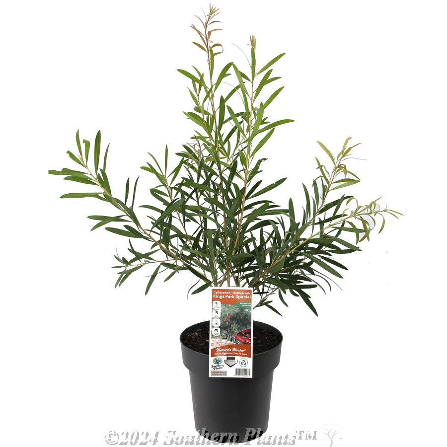 Albery's Red NSW Christmas Bush - Plant photo