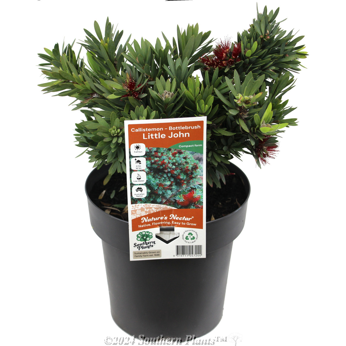 Callistemon LIttle John - Plant photo