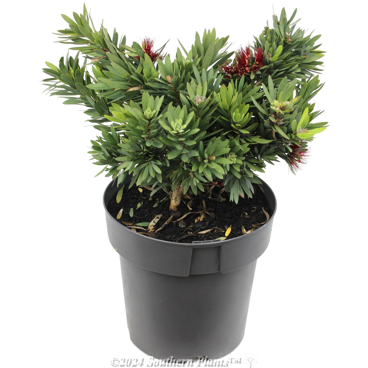 Callistemon LIttle John