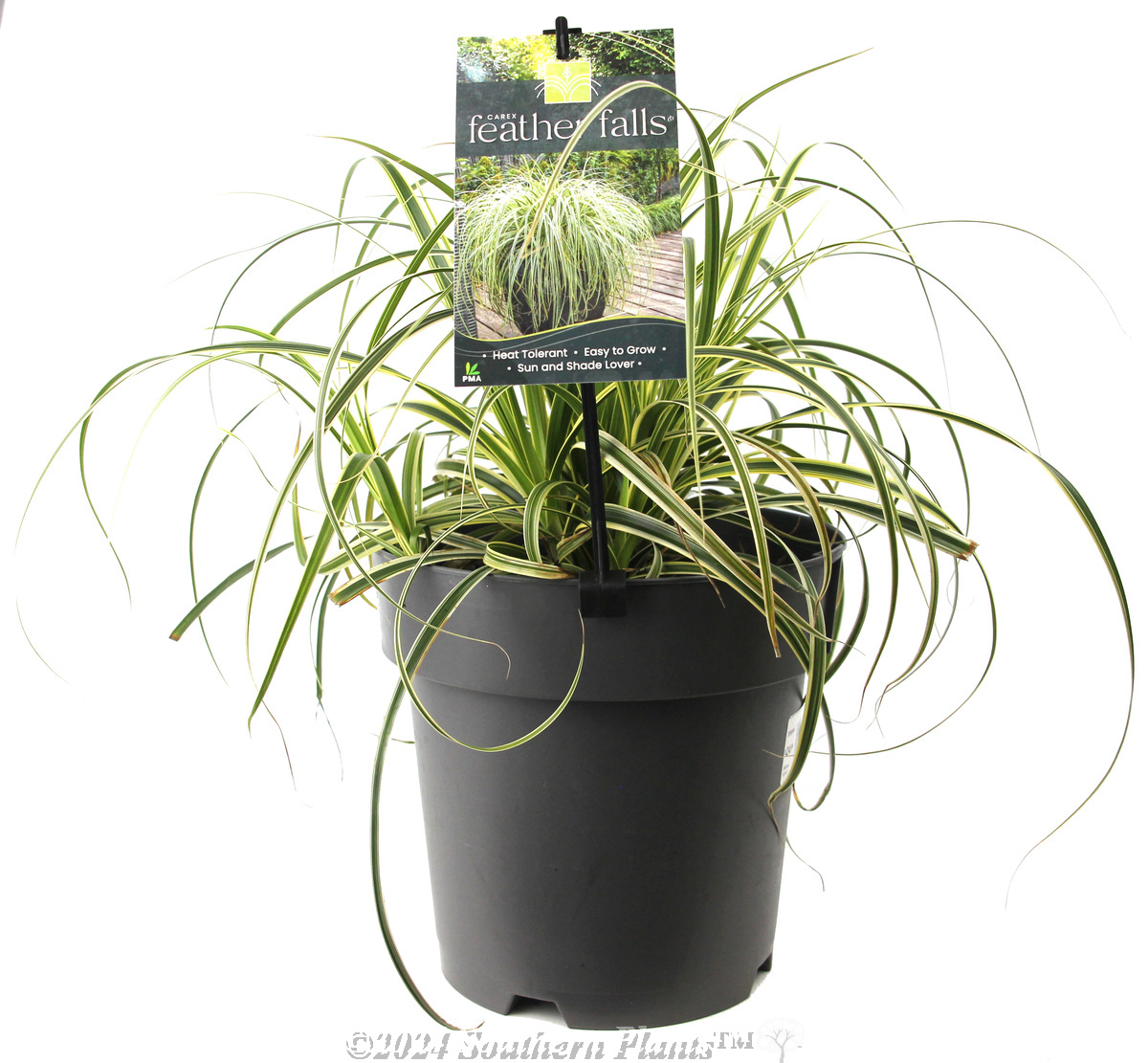 Carex Feather Falls