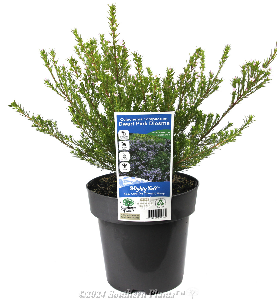 Dwarf Pink Diosma