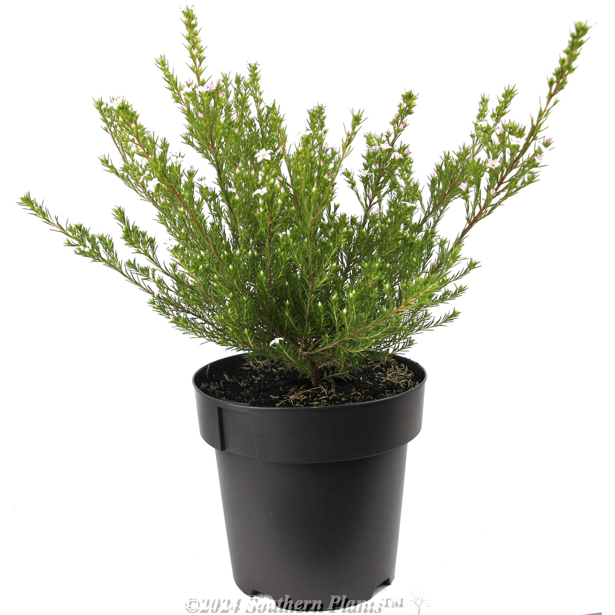 Dwarf Pink Diosma - Alternate photo