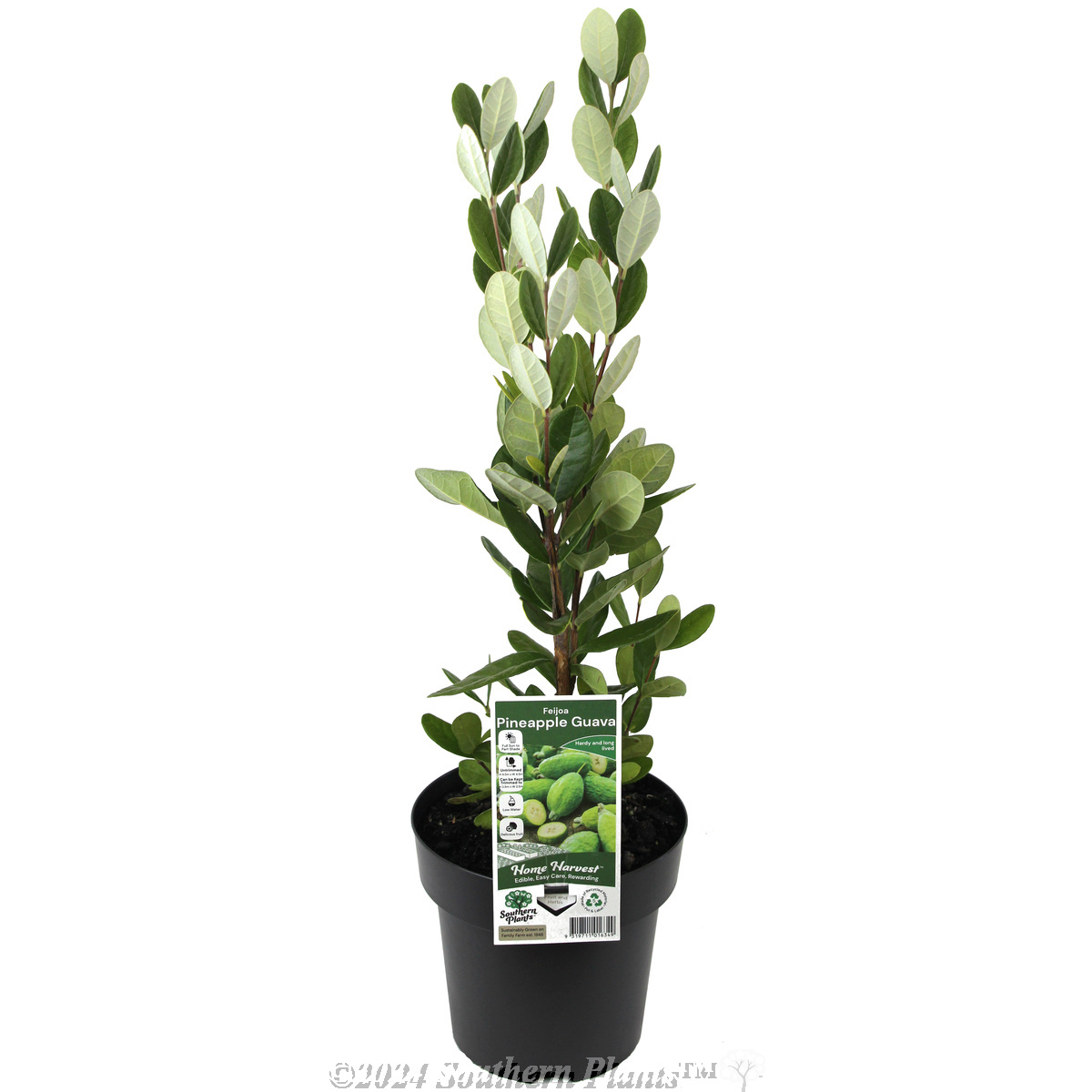 Pineapple Guava - Plant photo