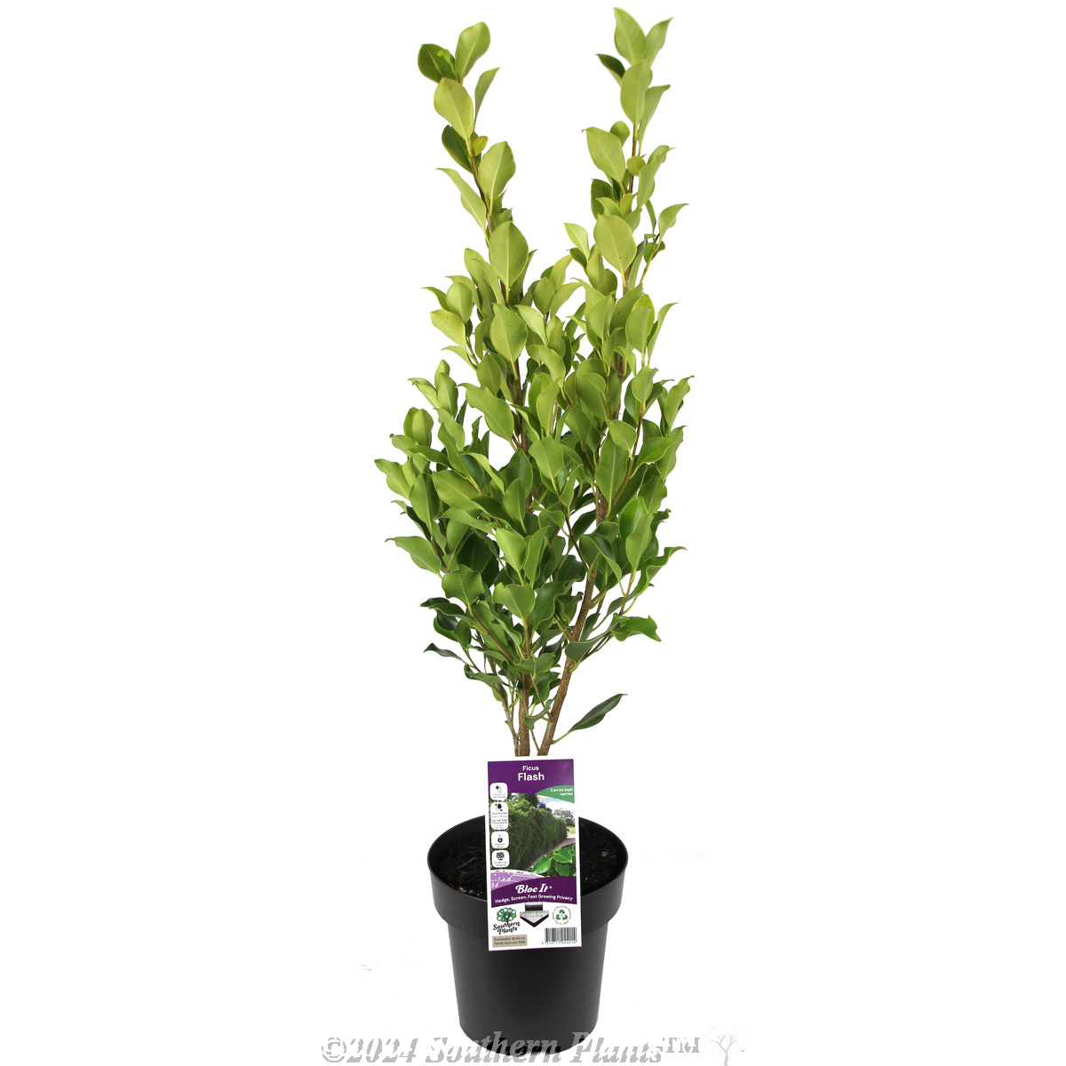 Hills Fig - Plant photo