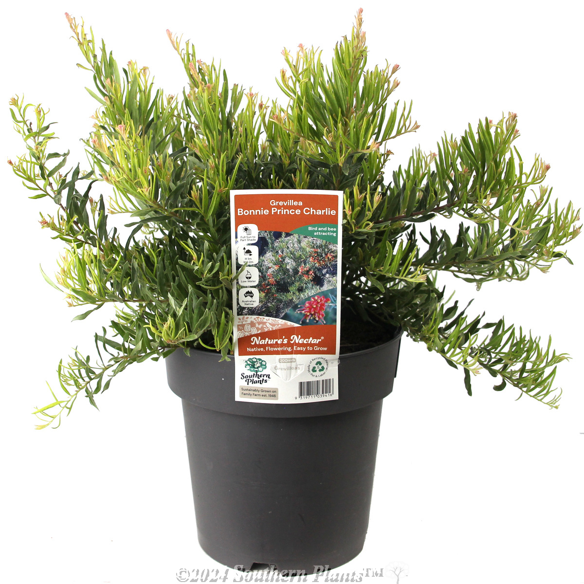 Grevillea Bonnie Prince Charlie - Plant photo