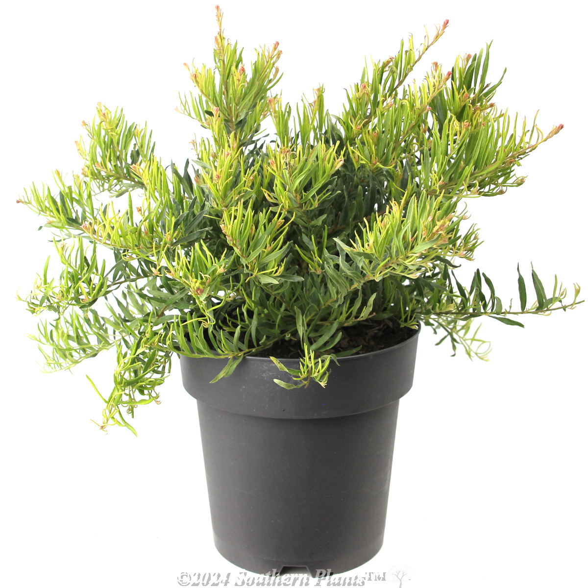 Grevillea Bonnie Prince Charlie - Alternate photo