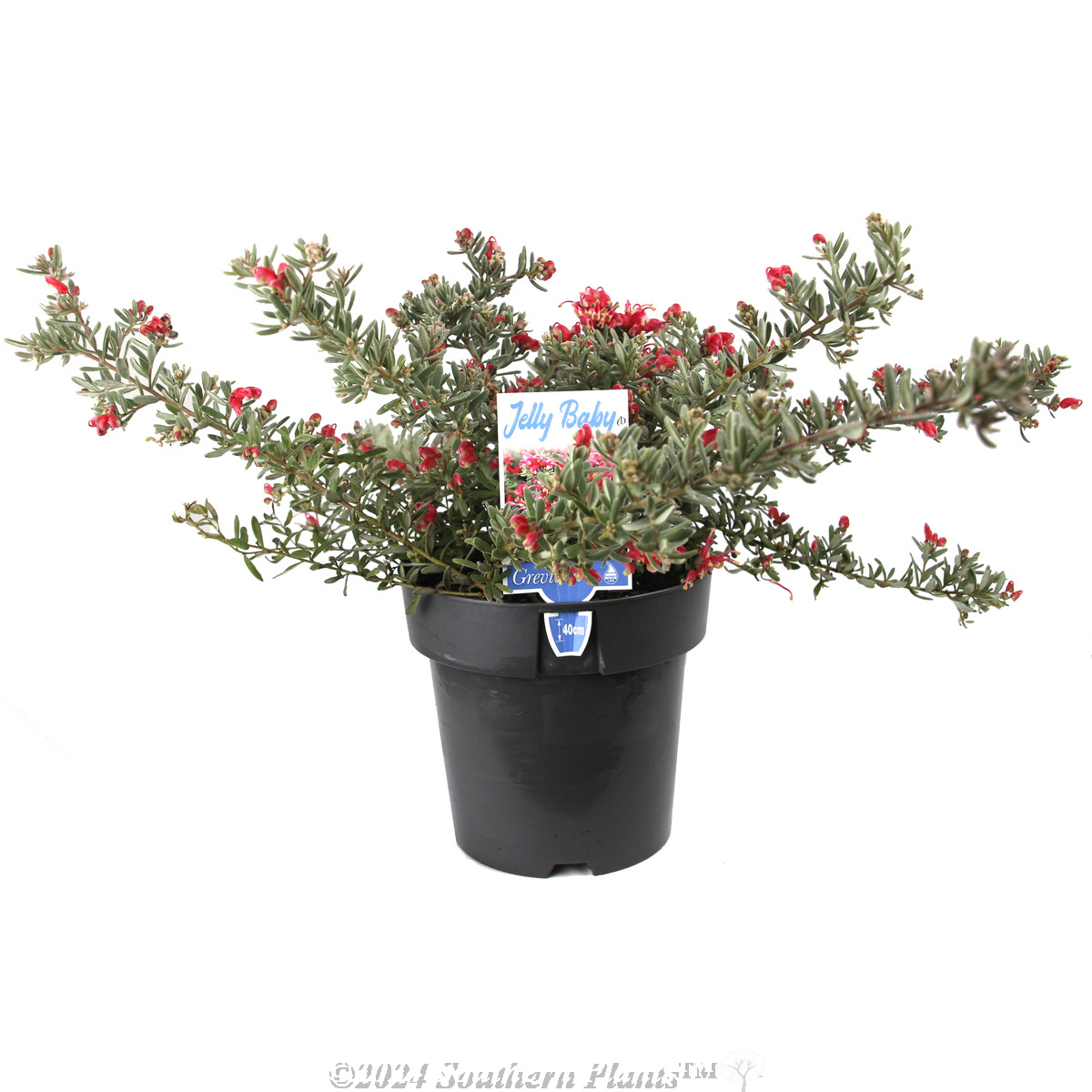 Grevillea Jelly Baby - Plant photo