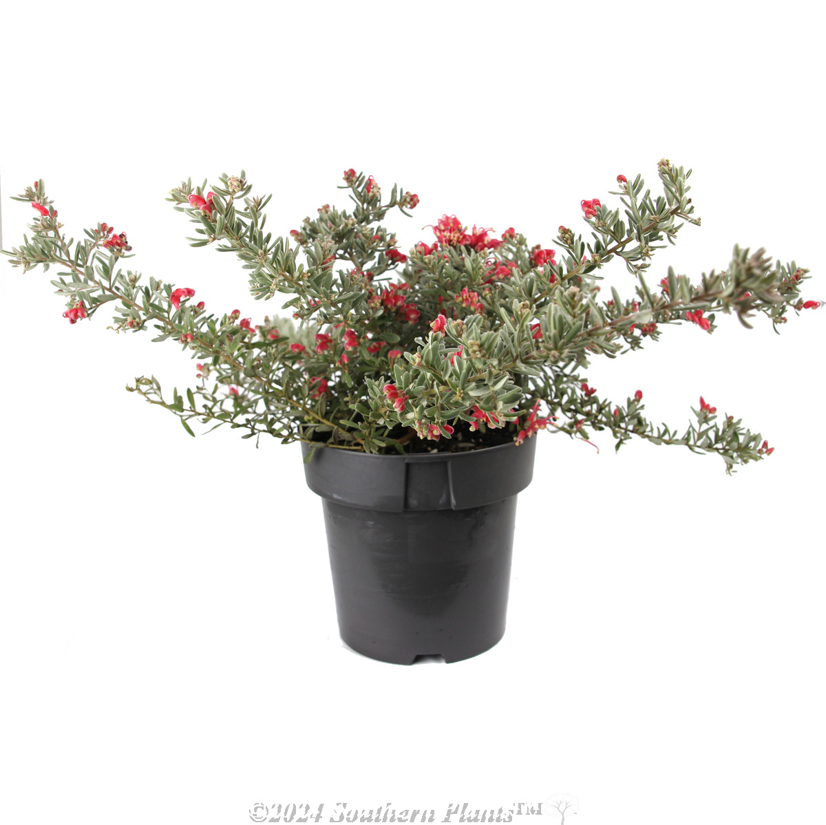 Grevillea Jelly Baby - Alternate photo