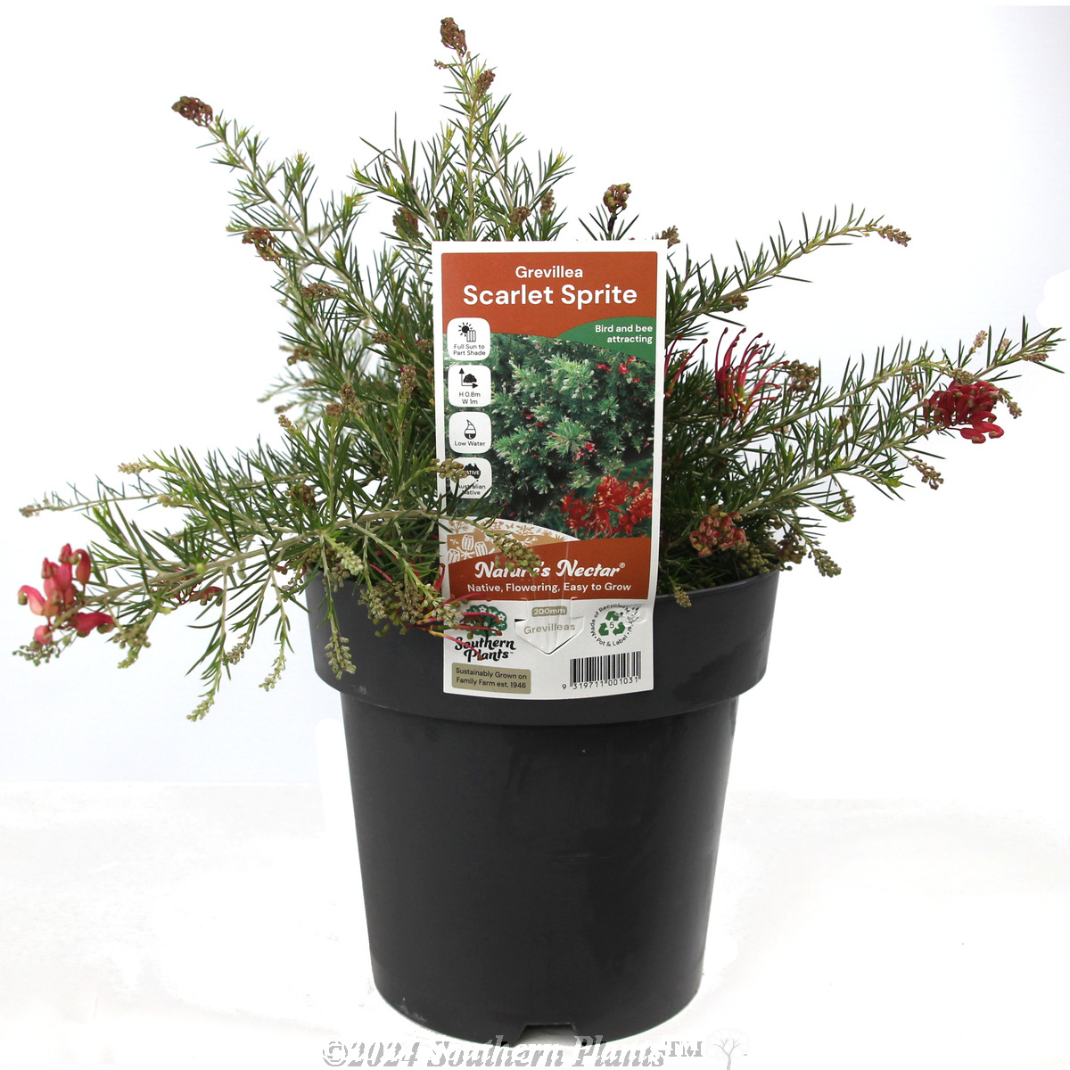 Grevillea Scarlet Sprite - Plant photo