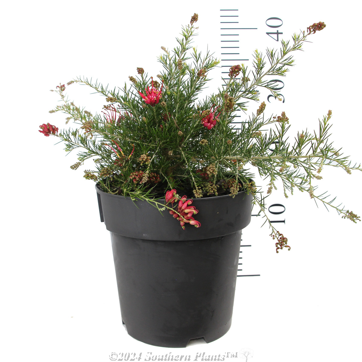 Grevillea Scarlet Sprite - Alternate photo