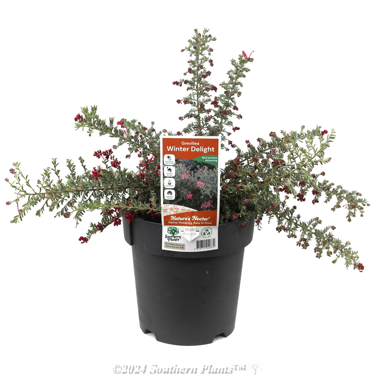 Grevillea Winter Delight - Plant photo