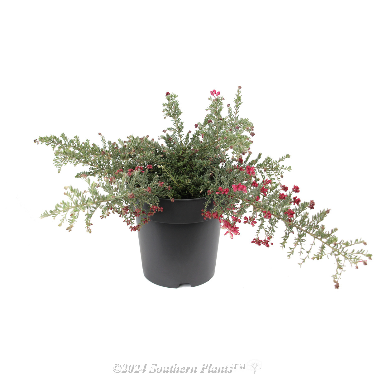 Grevillea Winter Delight - Alternate photo