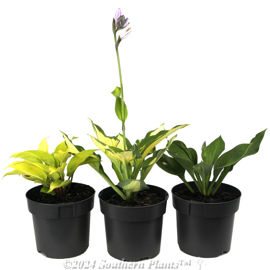 Plantain Lily - Alternate photo