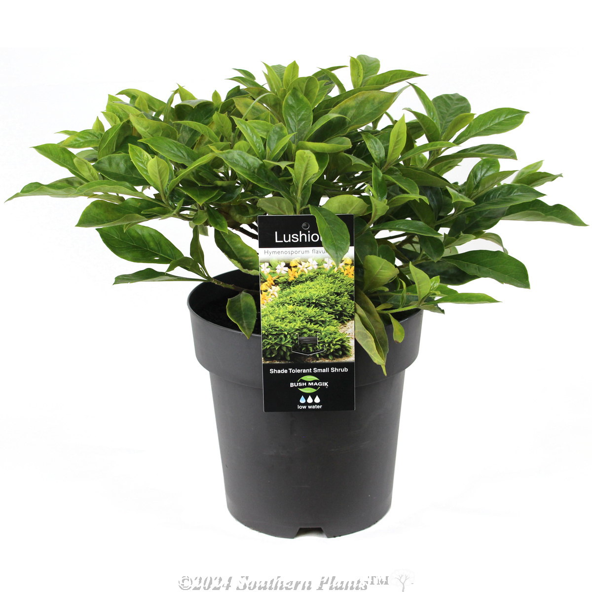 Dwarf Native Frangipani Lushious - Plant photo