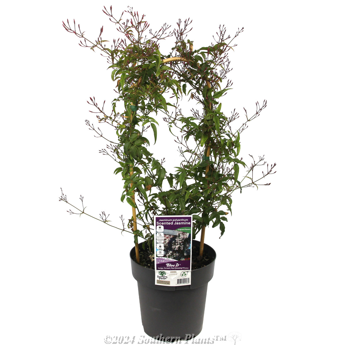 Flowering Pink Jasmine - Plant photo