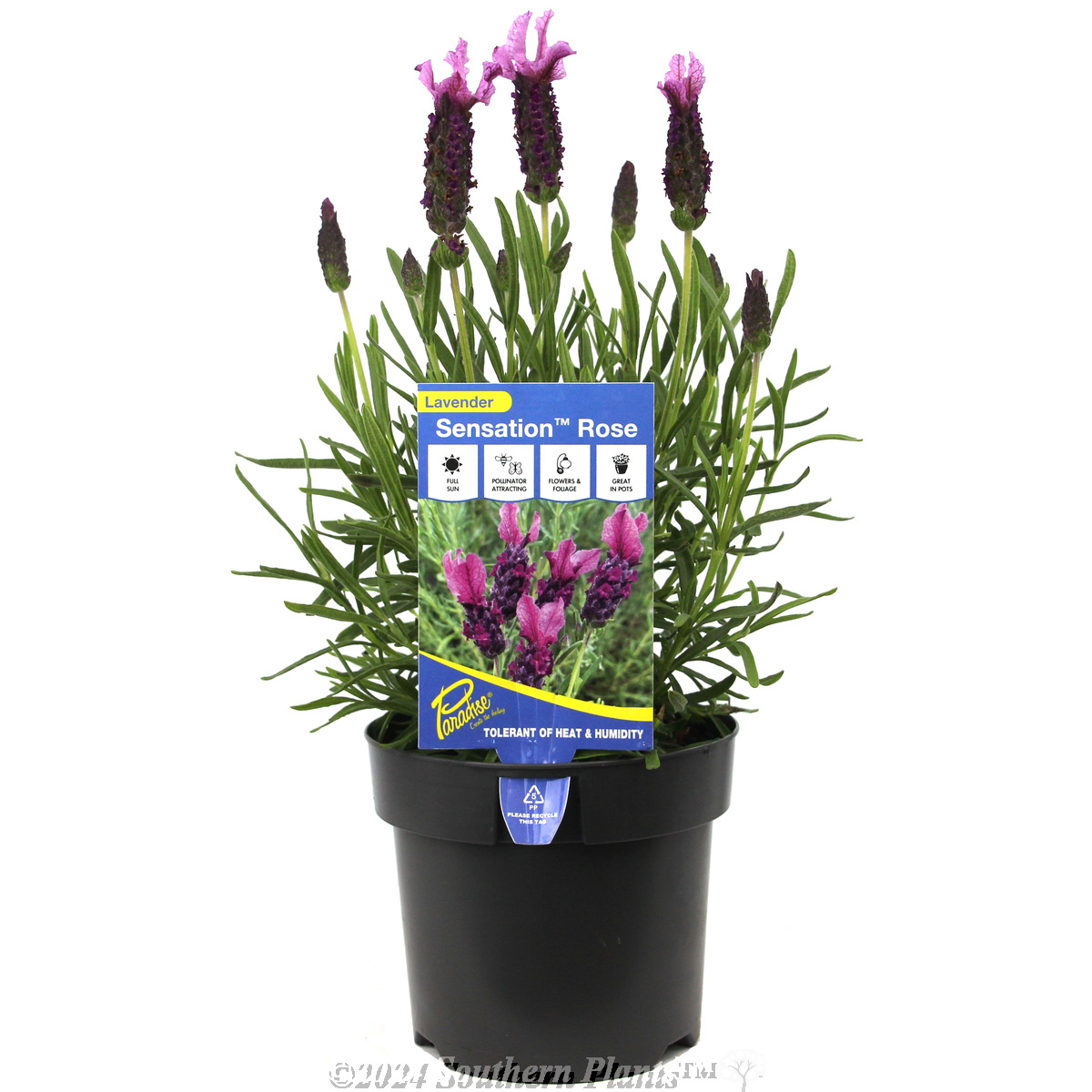Lavender Sensation™ Rose - Plant photo