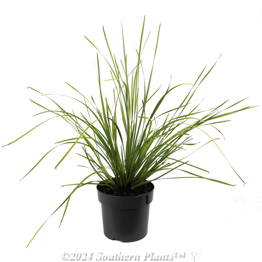 Lomandra Tanika® - Alternate photo