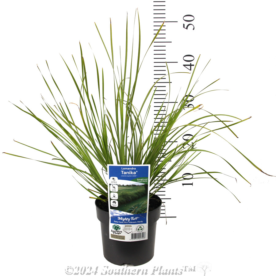 Lomandra Tanika®