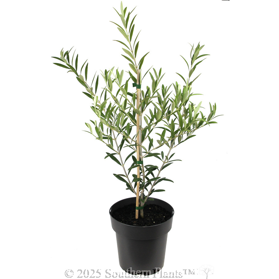 Olive Dwarf Fruiting
 Olea spp Olive. Shaken, Not Stirred - Alternate photo