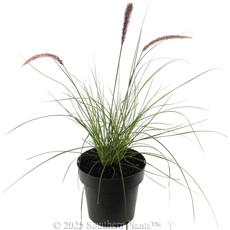 Swamp Foxtail Grass - Alternate photo