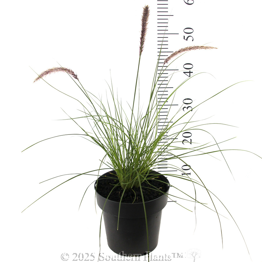Swamp Foxtail Grass - Reference photo