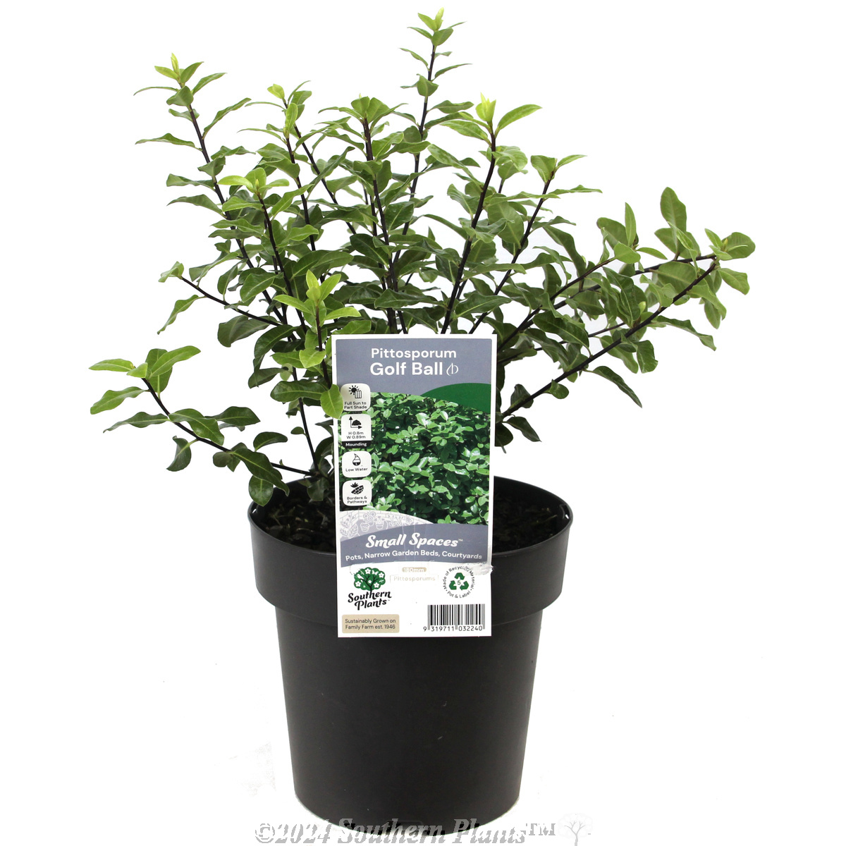 Pittosporum Golf Ball - Plant photo