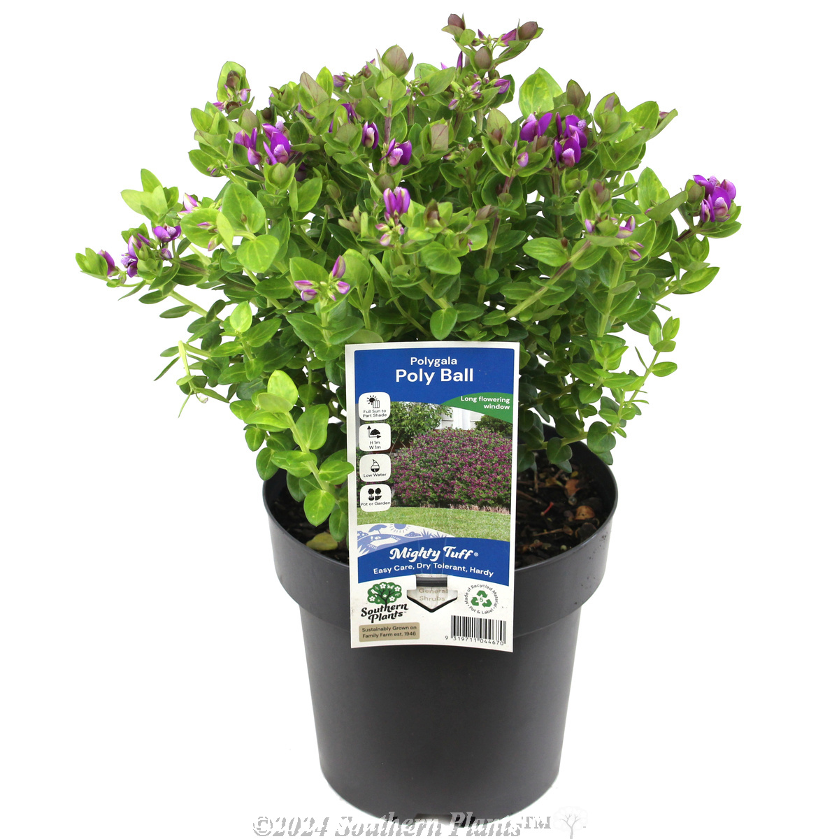 Polygala Poly Ball