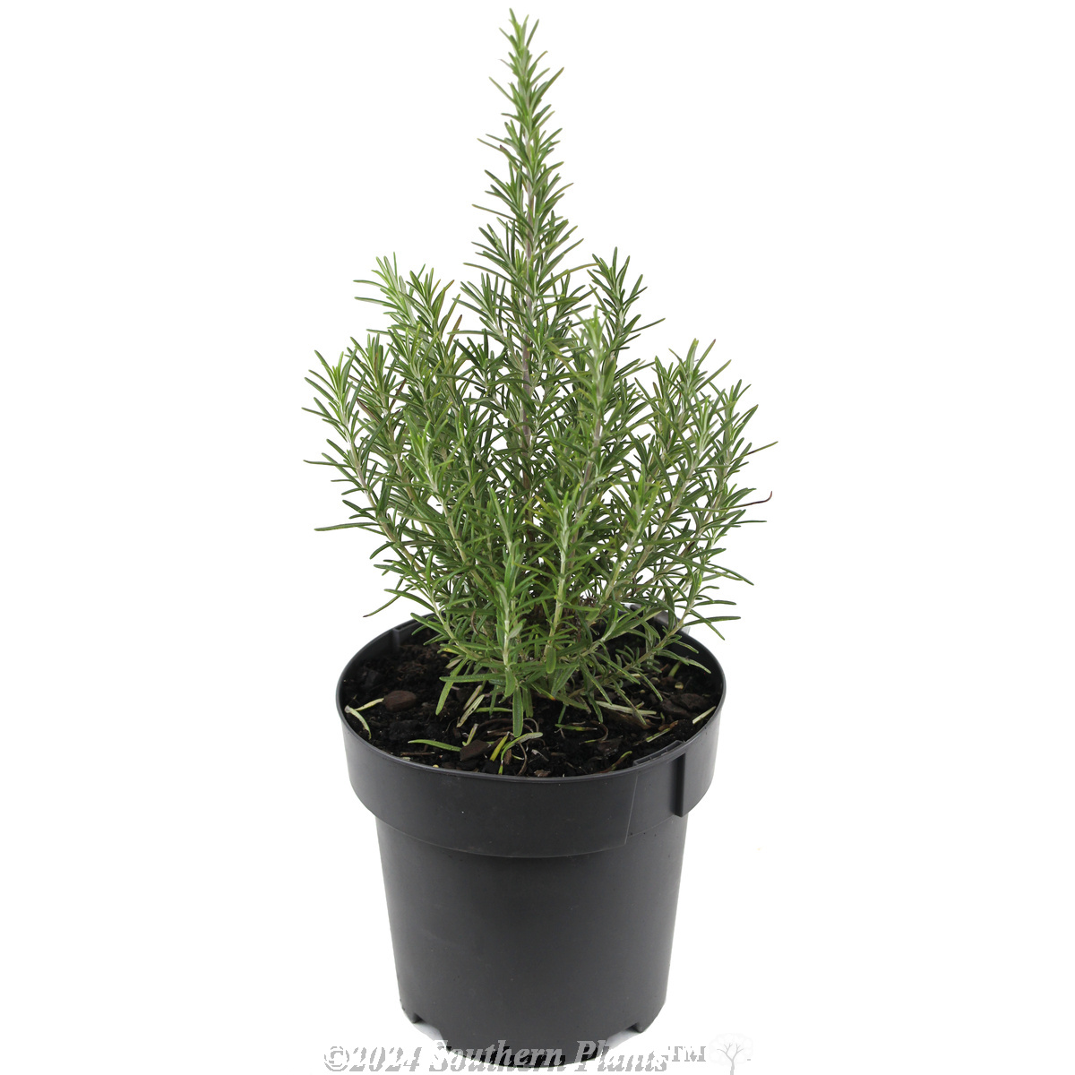 Rosemary