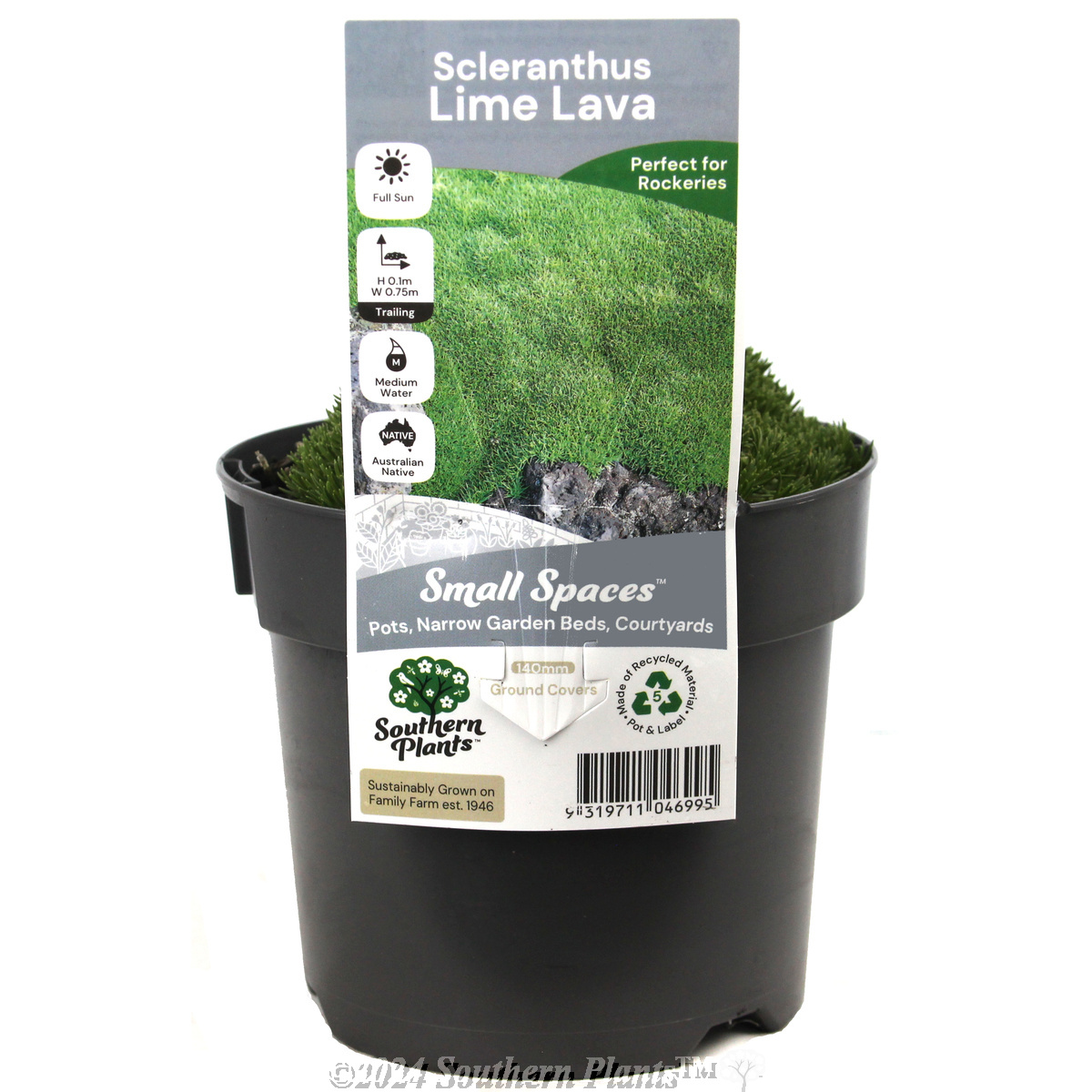 Cushion Bush - Plant photo