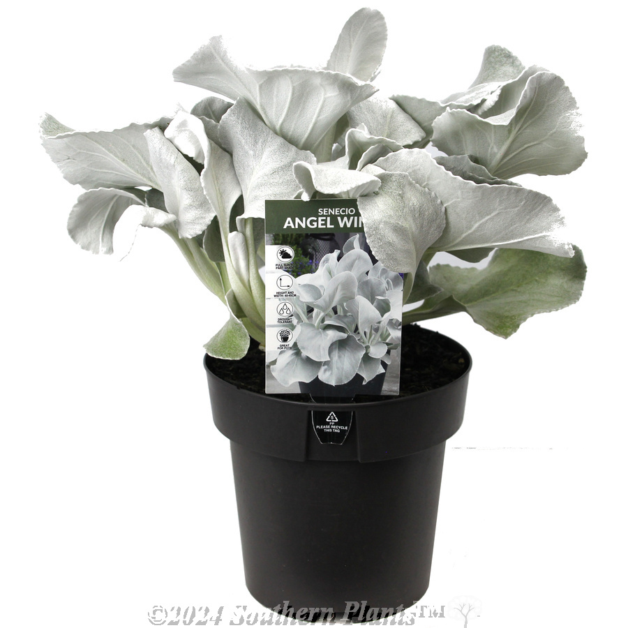 Senecio Angel Wings - Plant photo
