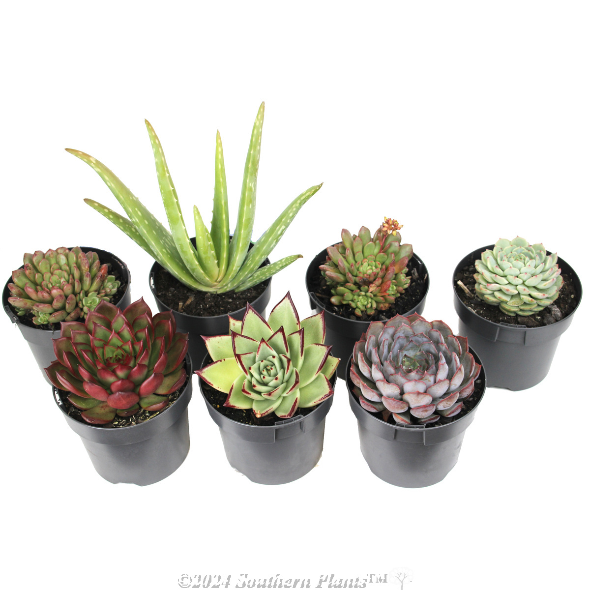 Succulents