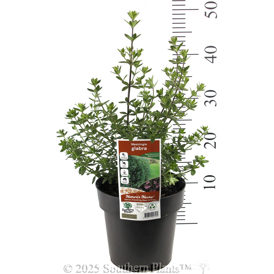 Westringia glabra
