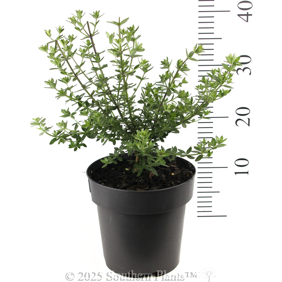 Westringia glabra - Reference photo