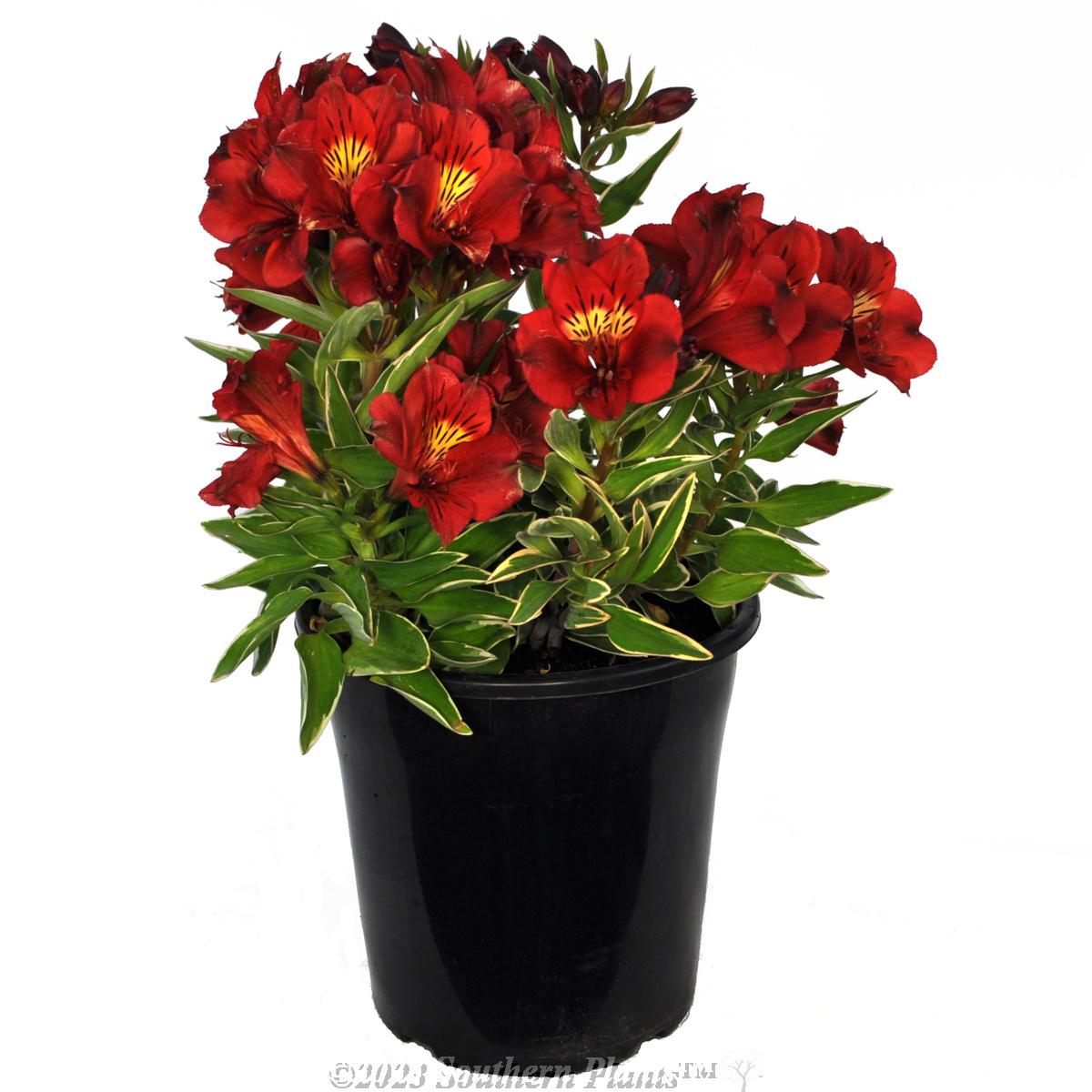 Alstroemeria Princess Lilies® Assorted