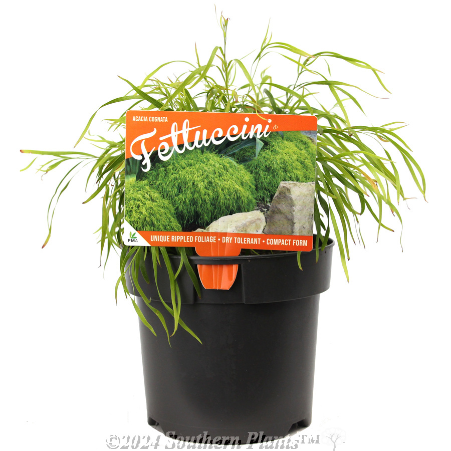 Acacia Fettuccini - Plant photo