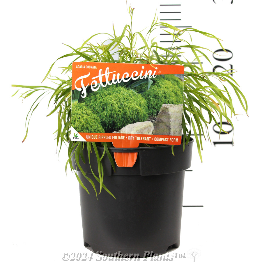 Acacia Fettuccini - Product photo